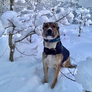 Приютский нос 🐶