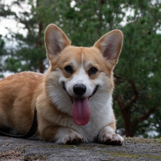 моя первая собака 🐶