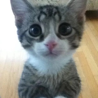 жижа бруско