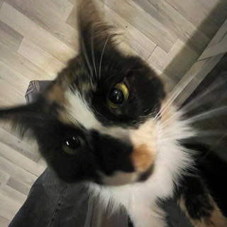 Семья пупкиных