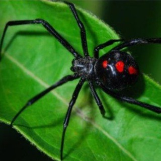 Сетевой паучок🕷