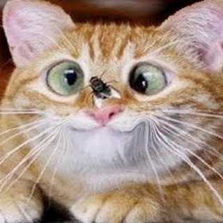 Повседневный юмор