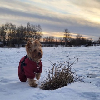 Приятные заметки о собаках🐕