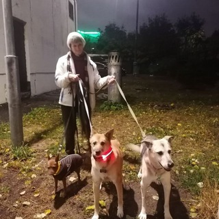 Жизнь вместе с собаками🐶