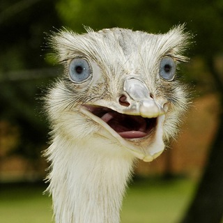 Ирония животных🙈 Интересные факты📍