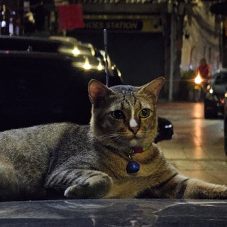 немоёболото (сомнительные путешествия с каким-то ноунеймом)