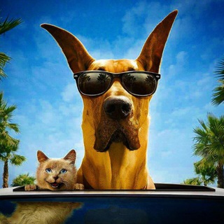 npukoly | Приколы с животными