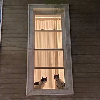 кошки и окошки