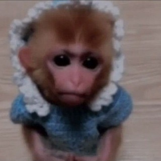 Обезьянки для каждого