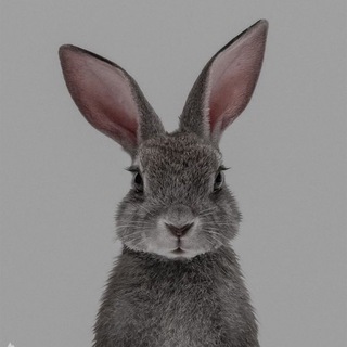 Обои & Темы на айфон📲