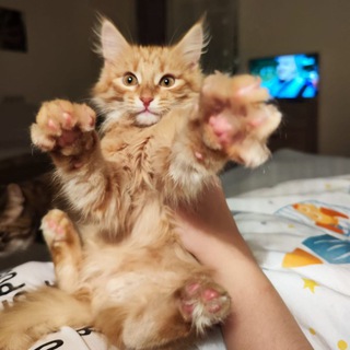 Не пропусти главное🧌🦥🦦