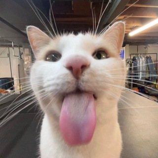 МАТЕРЬ КОТЬЯ!