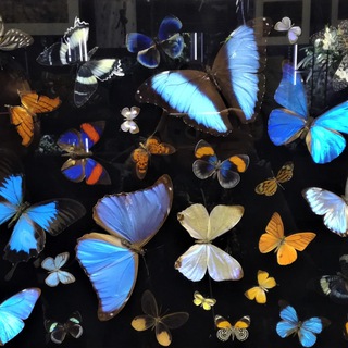 перевоплощайтесь и играйте с океаном