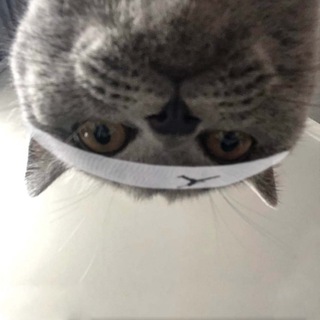 Покемонские же