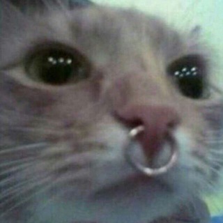 ксюха пи эф пи эм