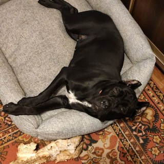 Рикки (Кане Корсо)