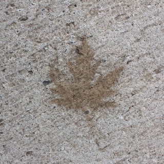 Увидела: Омск — Монреаль