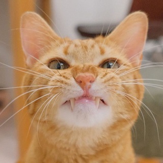 Клуб «Жёлтый Полосатик»