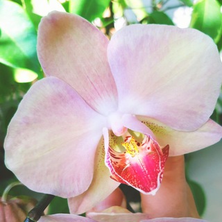 🌸🌸🌸Орхидеи с Анной Нобелевой🌸🌸🌸