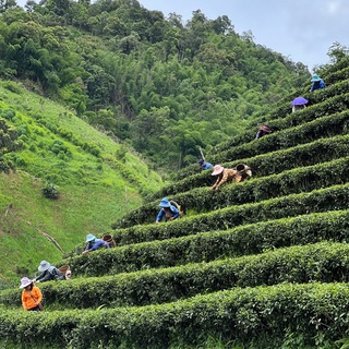⛰🍃Чай•Габа•Шу Пуэр🫖Японская Керамика🍵
