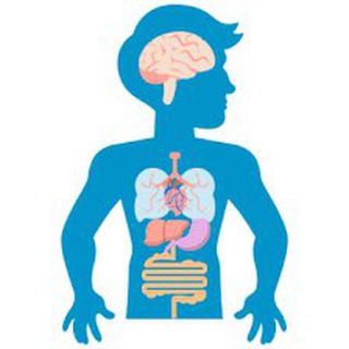 Организм человека