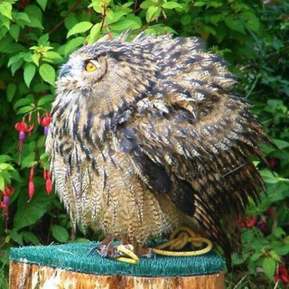 Сова на Глобусе