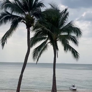 OZON под пальмой