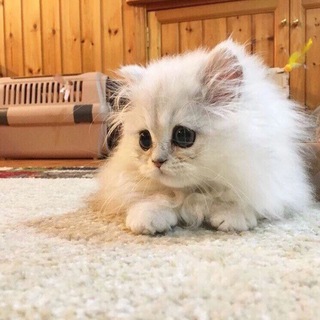 Логово Палача⚔️