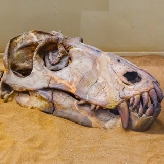 Древний мир🦕