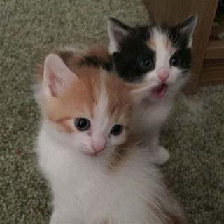 парные авы с котиками