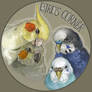 🌱bird’s corner🦜