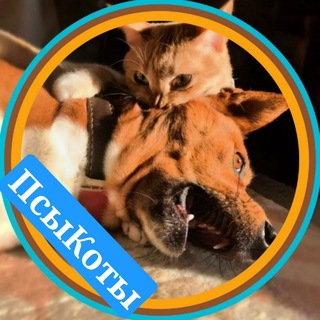 ПсыКоты