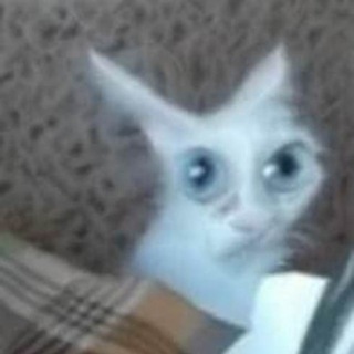 КЖ | Кривые животные