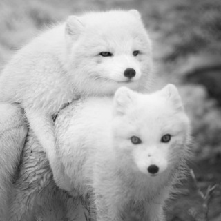 Песец крадётся незаметно 🙈