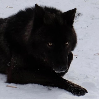 петрикор 玄