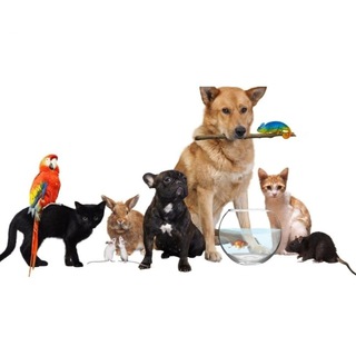 Животные|Объявления|Кропоткин 🐕‍🦺🐈🐠🐍🐢🐇🐁🐀🦔🦜