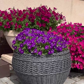 Petunii39 Петунии Калининград