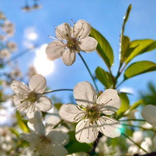 Авторские мобильные фотографии