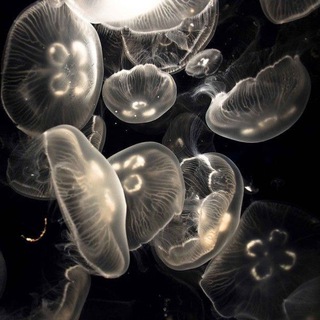 🐈‍⬛️Пиар ролок👣