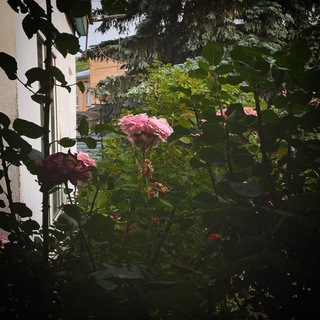 Pinterest clothes 🤍 ~ одежда из пинтереста <3