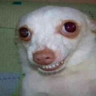 Новости Плюха и Шишки