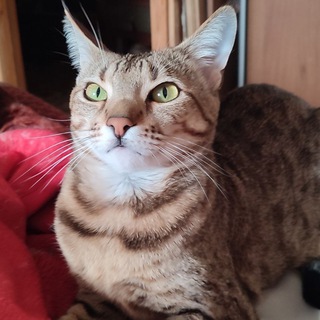 Тритий Пыпа Письконавт