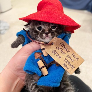 присмотри за котёнком