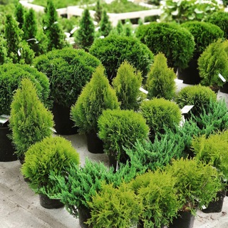 «ЗЕЛЕНСТРОЙ»- питомник растений