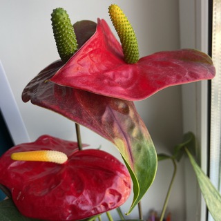 Комнатные цветы, цветочки, растюшки 🌍 ❤️☘️🪴🌺