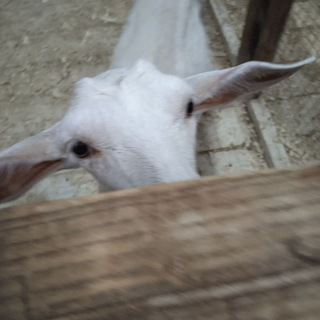 ✨Моя зайка✨