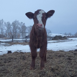 Семья Фетистовых