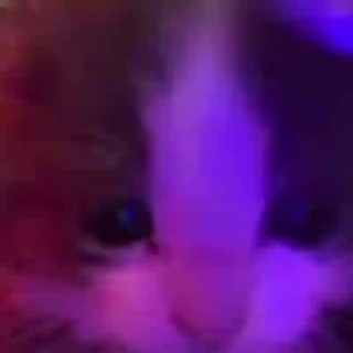 Рофло приватка сенсея