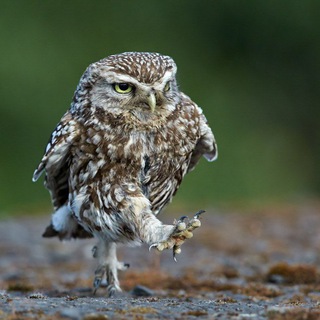 Болотный Сыч