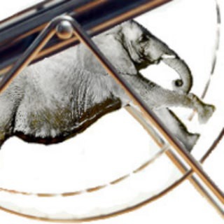 Слон в колесе